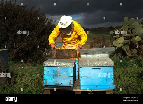 instrumentation of honey bees